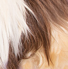 Baby Alpaca Suri Fur - Standing Alpaca 5 inches